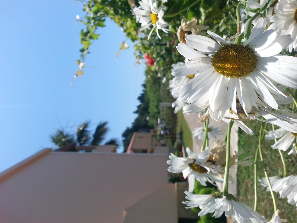 Apartment Feakes Arillas (Corfu)